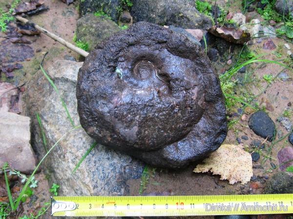 мел, Владимирская область, Anadesmoceras, Cretaceous