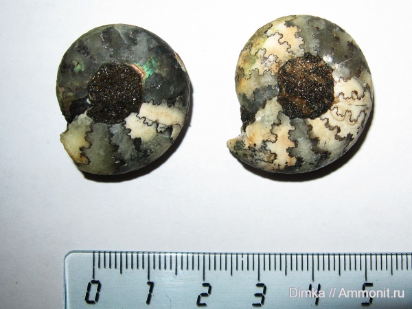 юра, волжский ярус, Craspedites, р. Унжа, Костромская область, Volgian, Jurassic