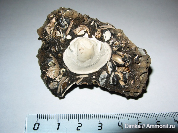 двустворчатые моллюски, келловей, Макарьев, Callovian, Middle Jurassic