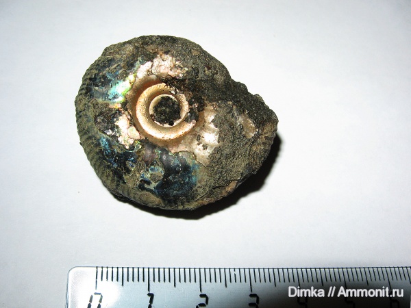 юра, волжский ярус, Craspedites, р. Унжа, Craspedites subditus, Volgian, Jurassic