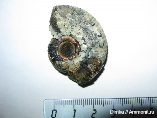 юра, волжский ярус, Craspedites, р. Унжа, Craspedites subditus, Volgian, Jurassic