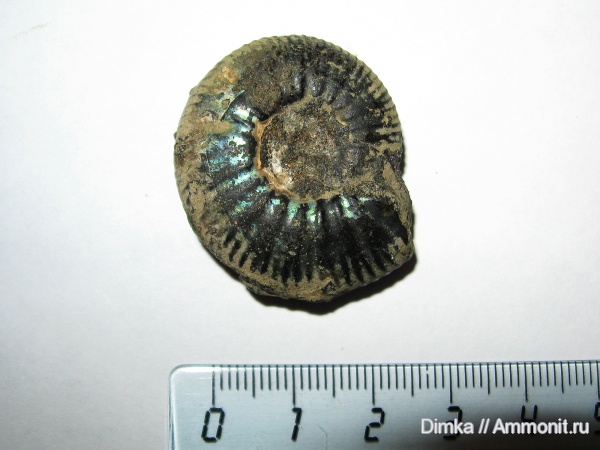 юра, волжский ярус, Craspedites, р. Унжа, Craspedites subditus, Volgian, Jurassic