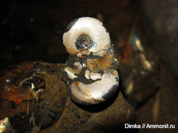 юра, волжский ярус, Ярославская область, Craspedites, Craspedites nekrassovi, Volgian, Jurassic