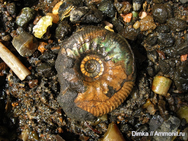 юра, волжский ярус, Craspedites, р. Унжа, Craspedites subditus, Volgian, Jurassic