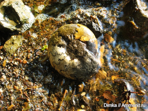 юра, волжский ярус, Craspedites, р. Унжа, Craspedites nodiger, Костромская область, Volgian, Jurassic