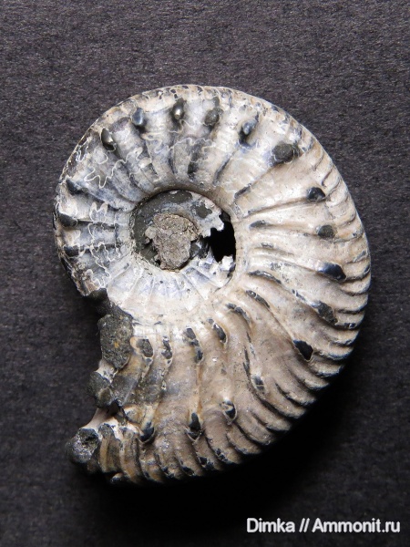 юра, Михайлов, Jurassic