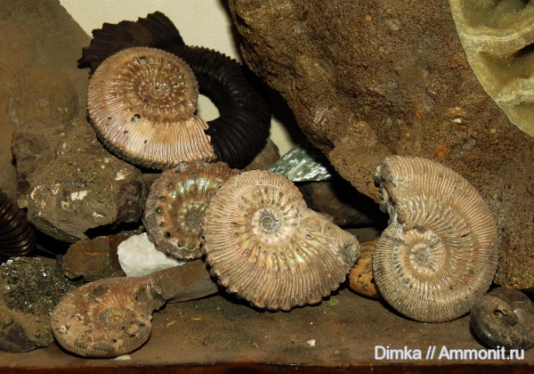 юра, Kosmoceras, Jurassic