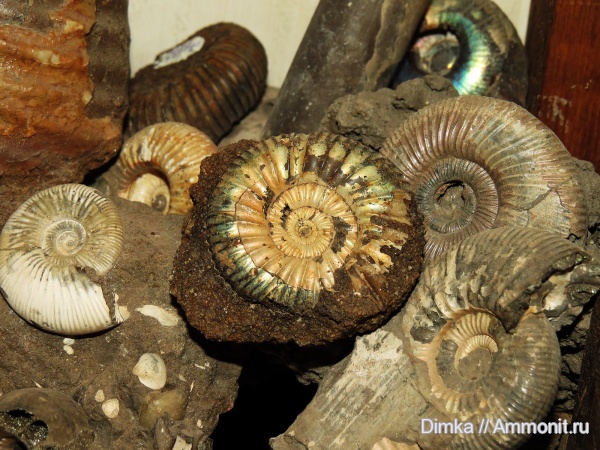 юра, Epivirgatites, Jurassic