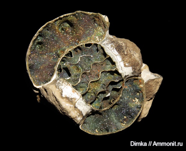 юра, Михайлов, Erymnoceras, келловей, Callovian, Jurassic, Middle Jurassic