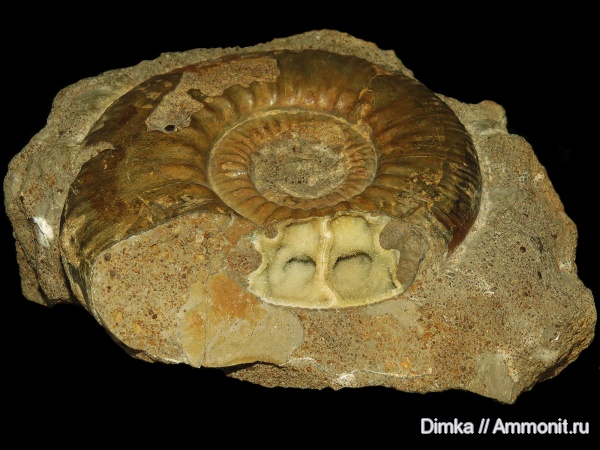 юра, келловей, Homeoplanulites, Никитино, Homeoplanulites difficilis, Callovian, Jurassic, Middle Jurassic