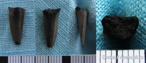 юра, рыбы, р. Шмелевка, мезозой, Jurassic, fish