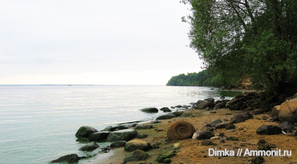 волжский ярус, Мостово-Василево, Volgian