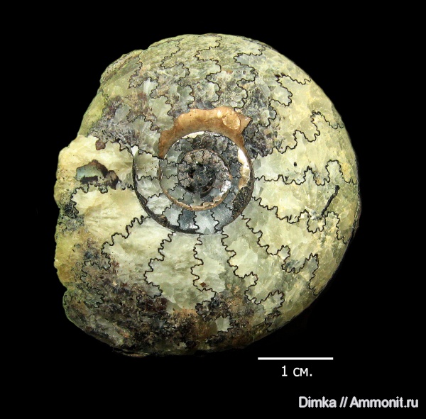 юра, волжский ярус, Craspedites, Огарково, Volgian, Jurassic