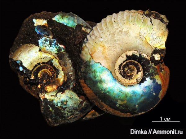 юра, Kachpurites, волжский ярус, Craspedites, р. Черемуха, Volgian, Jurassic