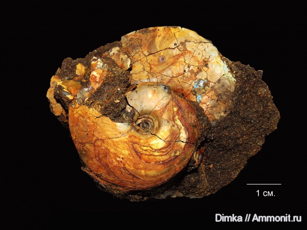 юра, волжский ярус, Garniericeras, Garniericeras catenulatum, р. Черемуха, Volgian, Jurassic