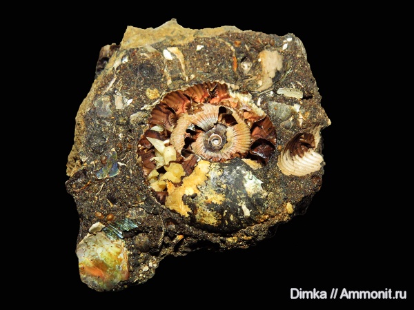 юра, волжский ярус, Craspedites, р. Черемуха, Volgian, Jurassic