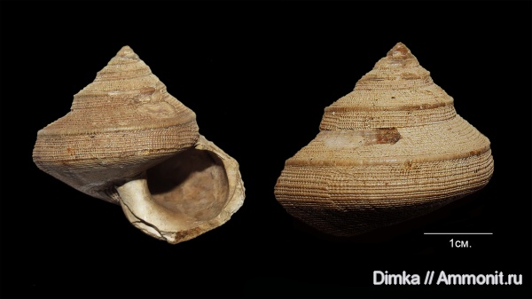 гастроподы, юра, оксфорд, Bathrotomaria, Никитино, нижний оксфорд, Bathrotomaria muensteri, Oxfordian, Lower Oxfordian, Jurassic