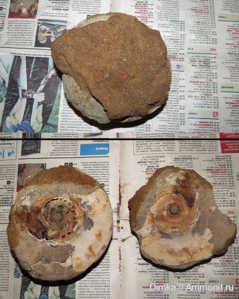 юра, волжский ярус, Laugeites, Мостово-Василево, Laugeites stschurowskii, Volgian, Jurassic