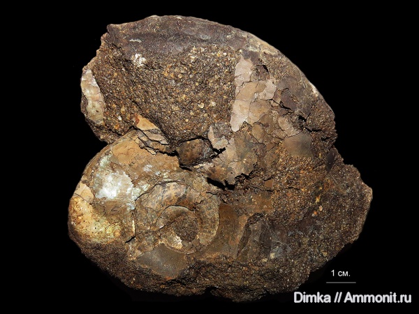 мел, альб, Anadesmoceras, Albian, Cretaceous