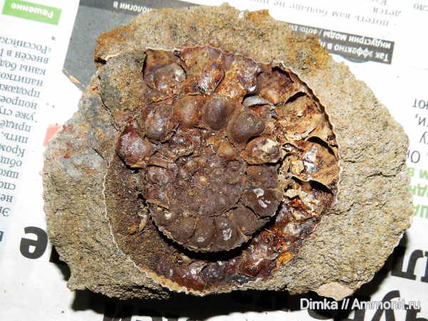 юра, волжский ярус, Epivirgatites, Мостово-Василево, Глебово, Volgian, Jurassic