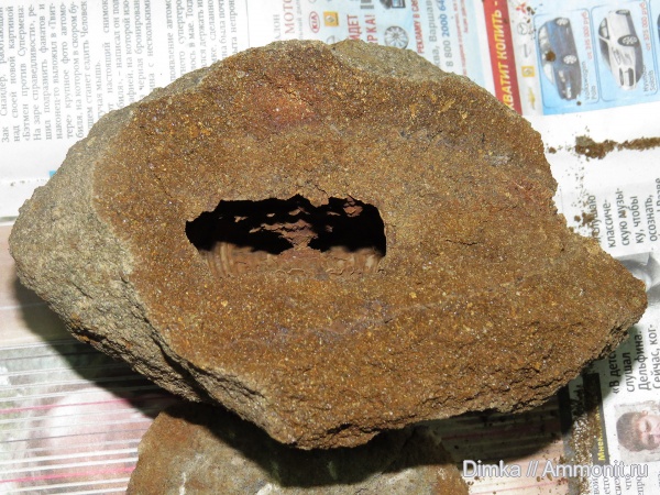 юра, волжский ярус, Epivirgatites, Мостово-Василево, Глебово, Volgian, Jurassic