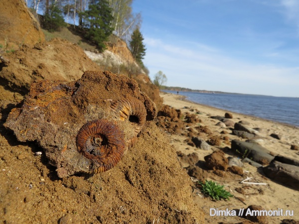 юра, волжский ярус, Epivirgatites, Мостово-Василево, Volgian, Jurassic