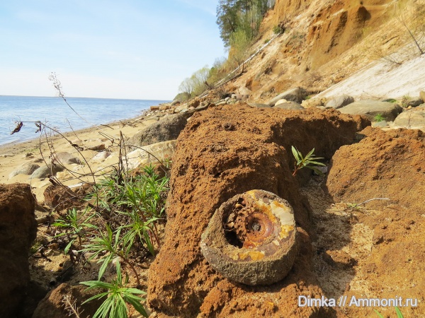 юра, волжский ярус, Laugeites, Мостово-Василево, Laugeites stschurowskii, Volgian, Jurassic