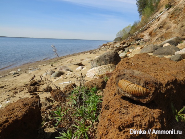 юра, волжский ярус, Epivirgatites, Мостово-Василево, Volgian, Jurassic