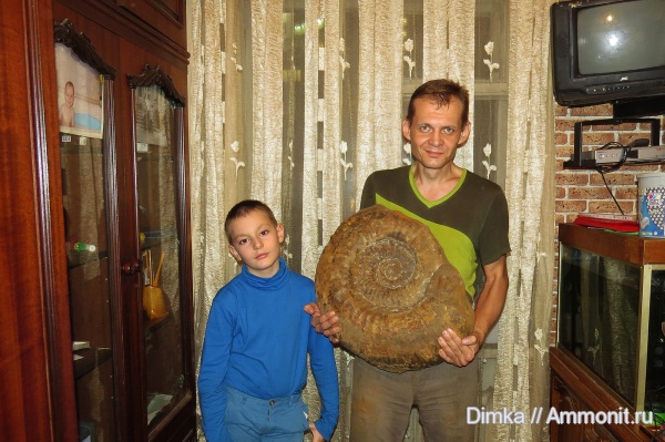 аммониты, юра, волжский ярус, Мостово-Василево, Taimyrosphinctes, Ammonites, Volgian, Jurassic