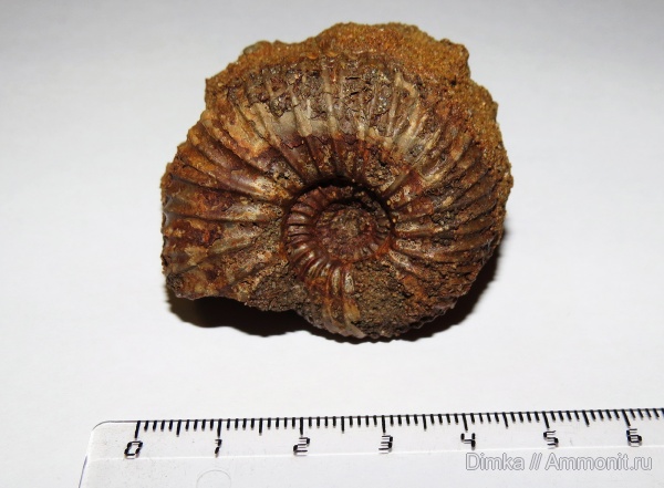 аммониты, юра, волжский ярус, Epivirgatites, Мостово-Василево, Epivirgatites variabilis