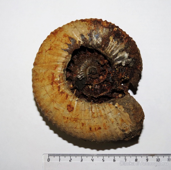 аммониты, юра, волжский ярус, Epivirgatites, Мостово-Василево, Epivirgatites lahuseni