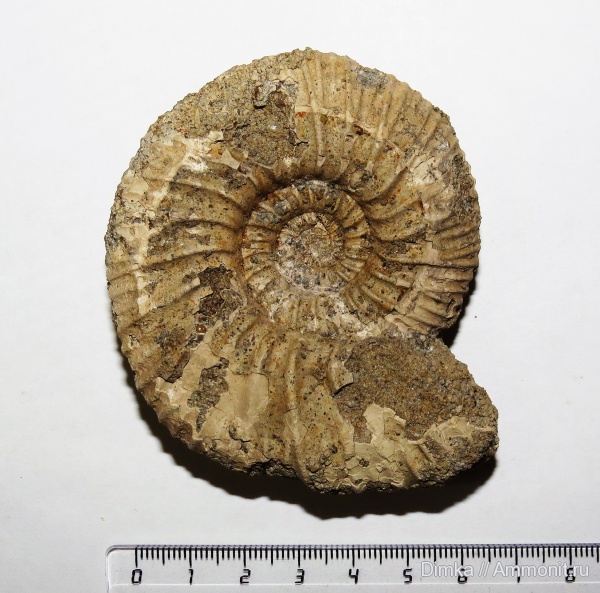 аммониты, юра, волжский ярус, Epivirgatites, Мостово-Василево, Epivirgatites lahuseni