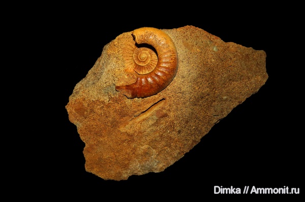 аммониты, юра, микроконхи, келловей, Никитино, ушки, устье, Anaplanulites, Anaplanulites submutatus, Microconchs, lappets