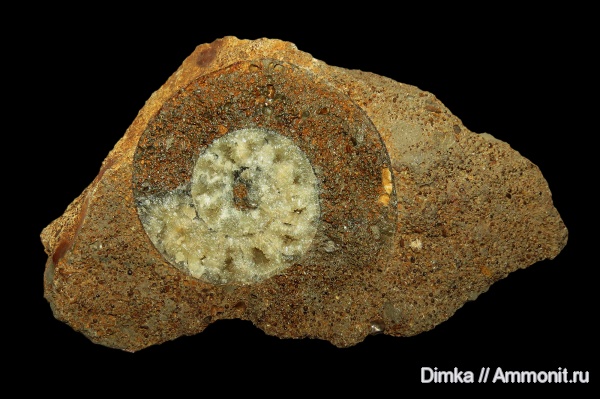 аммониты, юра, келловей, Никитино, Anaplanulites, Anaplanulites submutatus