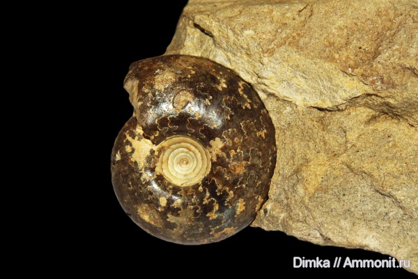 аммониты, юра, волжский ярус, Craspedites, Кашпир, Craspedites kaschpuricus