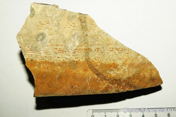 беспозвоночные, верхний мел, Кольчугинский район, Владимирская область