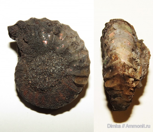 аммониты, мел, Arcthoplites, альб, Павловское