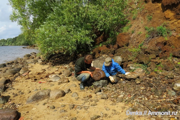 аммониты, юра, волжский ярус, Ярославская область, Lomonossovella