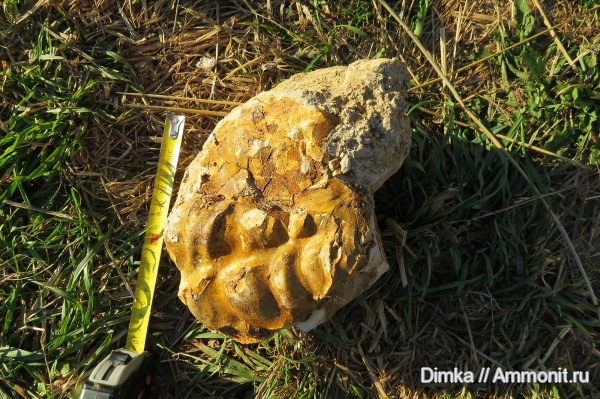 мел, двустворчатые моллюски, верхний мел