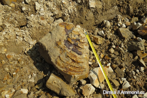 мел, двустворки, верхний мел, Владимирская область, Inoceramus