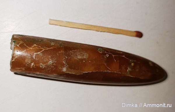 белемниты, мшанки, ростры