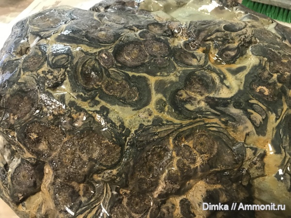 мел, губки, апт, Краснодарский край