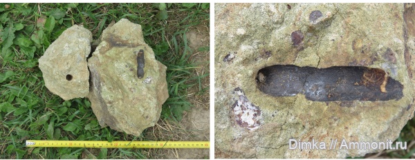 белемниты, мел, Goniocamax