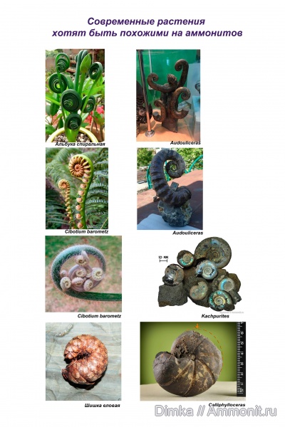 аммониты, юра, мел, мезозой