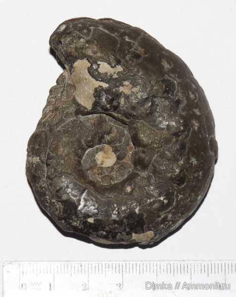 аммониты, кимеридж, Aspidoceras