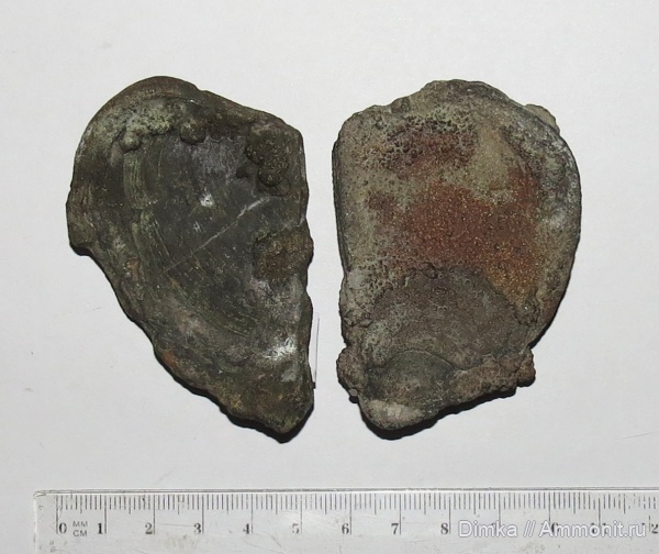 юра, кимеридж, аптихи, Laevaptychus