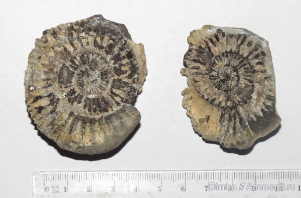 аммониты, юра, кимеридж