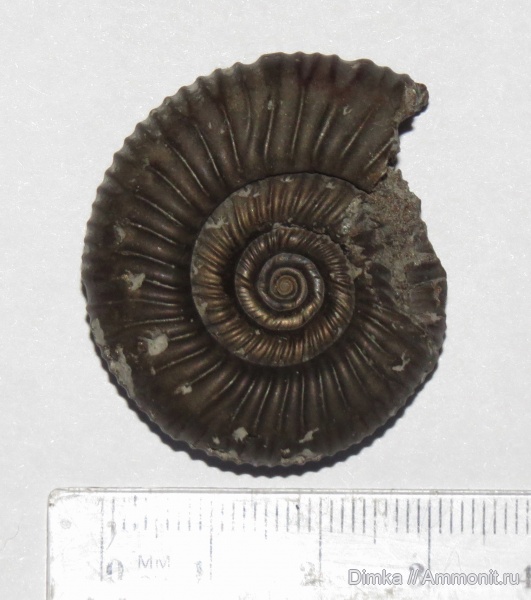 аммониты, юра, кимеридж, Crussoliceras