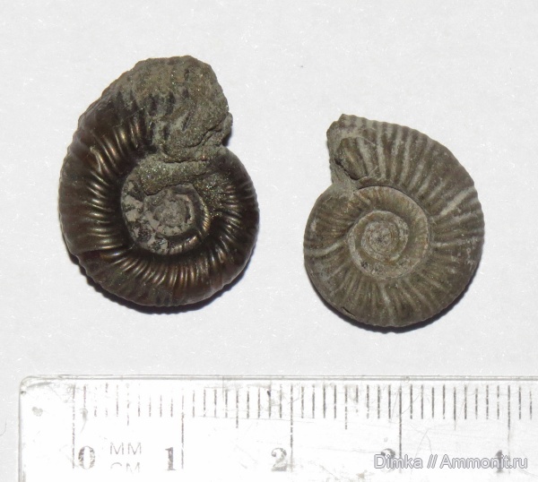 аммониты, юра, кимеридж, Crussoliceras