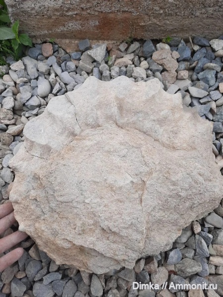 аммониты, Краснодарский край